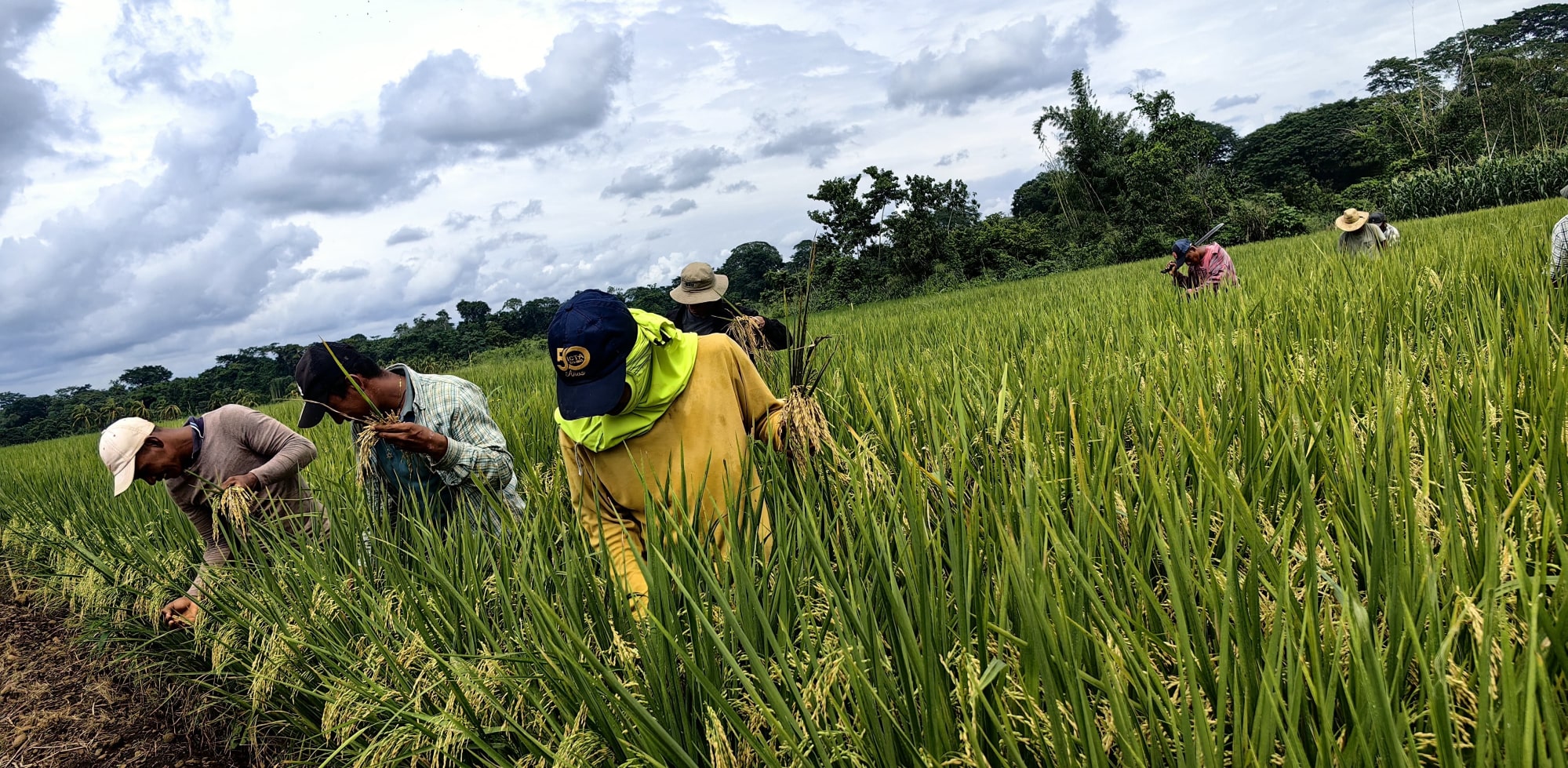 Lote de arroz ICTA Robusta